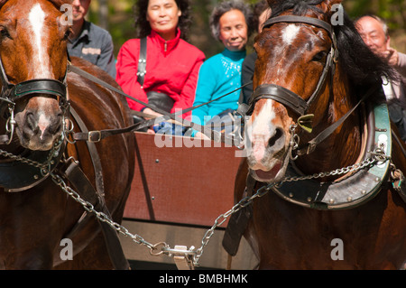 Chinesische Touristen in Deutschland genießen Sie einen traditionellen Kutschfahrt in der Nähe von Schloss Neuschwanstein. Stockfoto