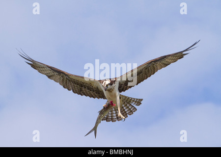 Osprey (Pandion haliaetus) mit einem gefangenen Fisch, Destin, Florida, USA Stockfoto