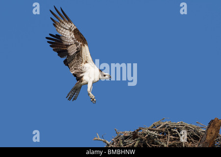 Osprey (Pandion haliaetus) nähert sich dem Nest mit einem gefangenen Fisch, Destin, Florida, USA Stockfoto