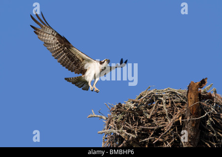 Osprey (Pandion haliaetus) nähert sich dem Nest mit einem gefangenen Fisch, Destin, Florida, USA Stockfoto