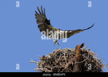 Fischadler (Pandion Haliaetus) nähert sich das Nest mit einem gefangenen Fisch. Stockfoto