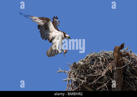 Osprey (Pandion haliaetus) nähert sich dem Nest mit einem gefangenen Fisch, Destin, Florida, USA Stockfoto