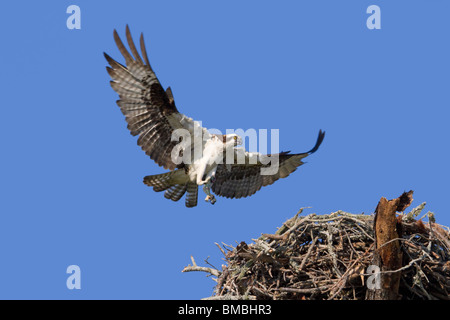 Osprey (Pandion haliaetus) nähert sich dem Nest mit einem gefangenen Fisch, Destin, Florida, USA Stockfoto