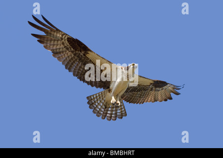 Osprey (Pandion haliaetus) fliegt, Destin, Florida, USA Stockfoto