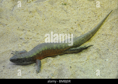 Madagaskar vergoldeter Eidechse Stockfoto