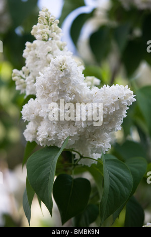 weiße Syringa Vulgaris oder Flieder Stockfoto