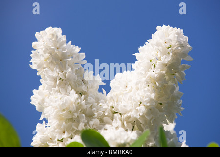 weiße Syringa Vulgaris oder Flieder Stockfoto