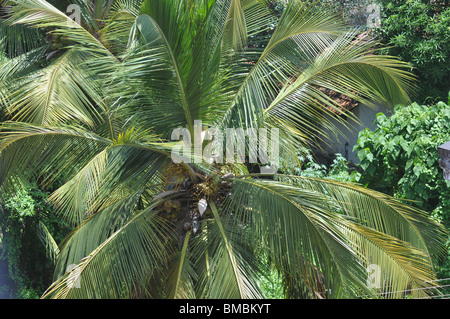 Kokospalmen, das Leben und die Seele der Malabar Küste des nördlichen Kerala Stockfoto