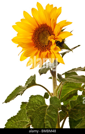 Sonnenblume auf einer rein weißen Hintergrund isoliert Stockfoto