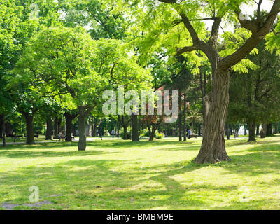 Sunny Green Park und wunderschönen Tag in der Natur Stockfoto