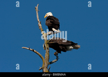 Zwei Weißkopfseeadler Haliaeetus Leucocephalus thront am Gipfel des Baumes entlang der Uferpromenade in Nanaimo Vancouver Island BC im März Stockfoto