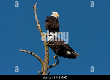 Zwei Weißkopfseeadler Haliaeetus Leucocephalus thront am Gipfel des Baumes entlang der Uferpromenade in Nanaimo Vancouver Island BC im März Stockfoto