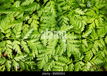 Poison Schierling (Conium Maculatum) Stockfoto