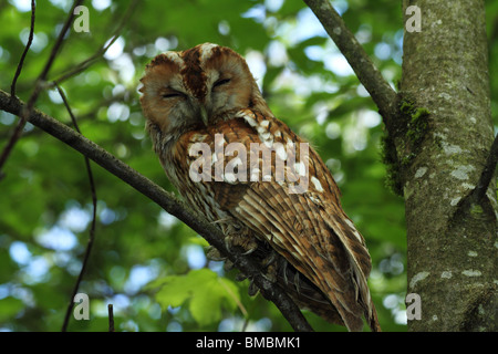 Verschlafene wild eurasische Waldkauz (Strix Aluco) Stockfoto