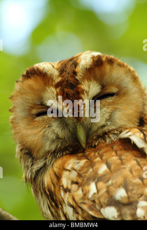 Verschlafene wild eurasische Waldkauz (Strix Aluco) Stockfoto