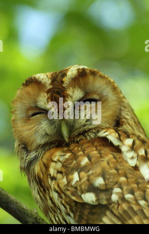 Verschlafene wild eurasische Waldkauz (Strix Aluco) Stockfoto