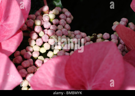 Hydrangea Macrophylla "Teller Rosa" ist eine Art von Hortensie in Japan heimisch. Trivialnamen sind unten Hortensie, Französisch Hortensie, Lacecap-Hortensien, Mophead Hortensie, Penny Mac und Hortensia Stockfoto