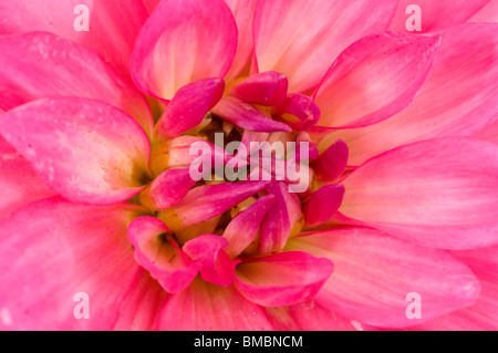 Nahaufnahme einer Blume rosa Dahlie Stockfoto