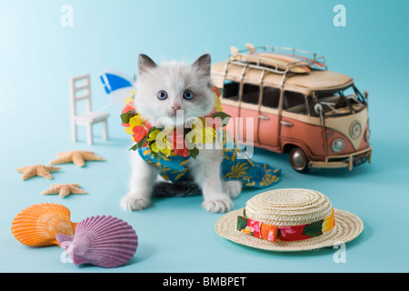 Rag Doll Kätzchen und Sommerurlaub Stockfoto