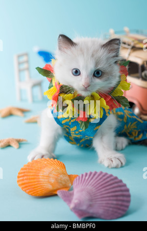 Rag Doll Kätzchen und Sommerurlaub Stockfoto