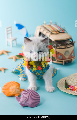 Rag Doll Kätzchen und Sommerurlaub Stockfoto