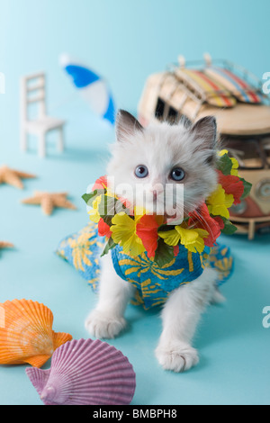 Rag Doll Kätzchen und Sommerurlaub Stockfoto