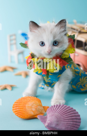 Rag Doll Kätzchen und Sommerurlaub Stockfoto