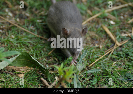 Wilde junge braune Ratte Stockfoto
