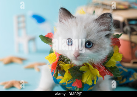 Rag Doll Kätzchen und Sommerurlaub Stockfoto