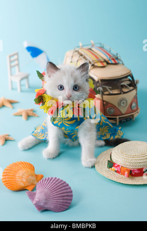 Rag Doll Kätzchen und Sommerurlaub Stockfoto