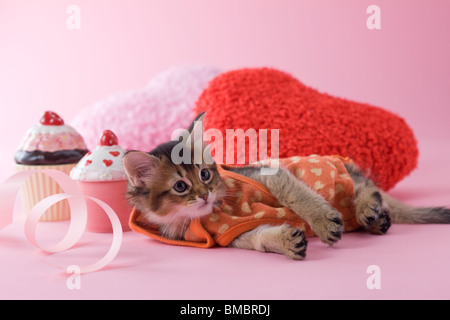 Somali Katze und Herz geformte Ornamenten Stockfoto