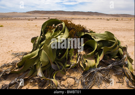 Welwitschia Mirabilis in der Namib-Wüste, Namibia. Stockfoto