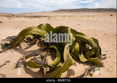 Welwitschia Mirabilis in der Namib-Wüste, Namibia. Stockfoto