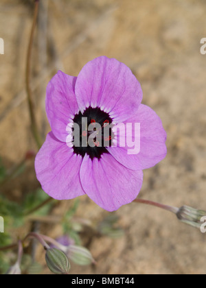 Lila Blume im Atlas-Gebirge in Marokko Stockfoto