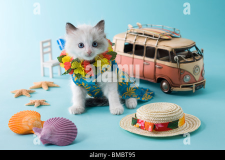 Rag Doll Kätzchen und Sommerurlaub Stockfoto