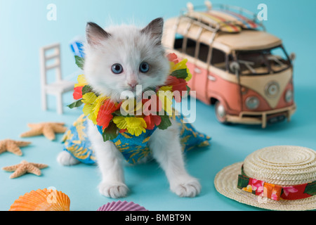 Rag Doll Kätzchen und Sommerurlaub Stockfoto