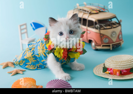 Rag Doll Kätzchen und Sommerurlaub Stockfoto