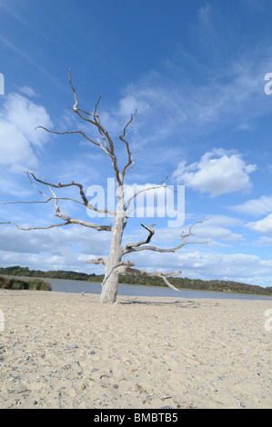 Toter Baum am Strand. Stockfoto