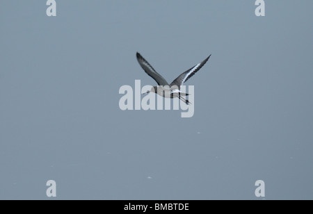 Black-Tailed Uferschnepfe im Flug Stockfoto