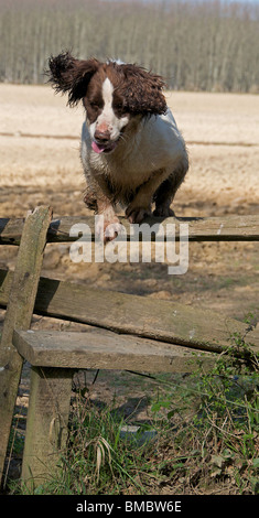 Ein Arbeitshund English Springer Spaniel Stockfoto