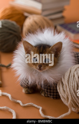Abessinier Kitten und Garn stricken Stockfoto