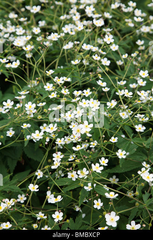 Ranunculus Aconitifolius Flore Pleno weiße Blüte Stockfoto