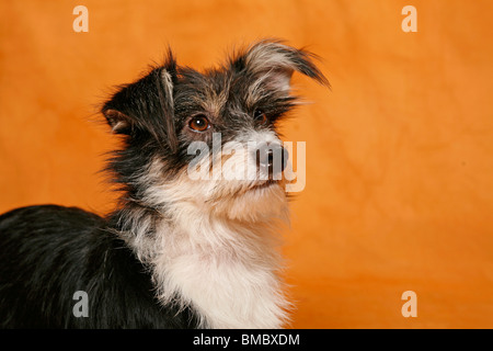 Mischling Portrait / Mongrel Portrait Stockfoto