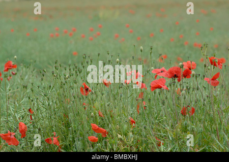 Mohnfeld Stockfoto