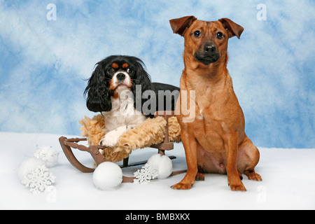 Hund Auf Schlitten / Hund auf Schlitten Stockfoto