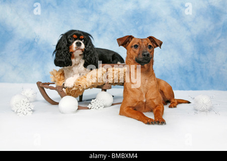 Hund Auf Schlitten / Hund auf Schlitten Stockfoto