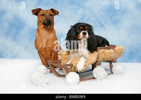 Hund Auf Schlitten / Hund auf Schlitten Stockfoto