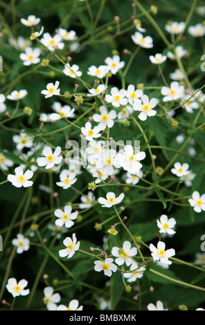 Ranunculus Aconitifolius 'Flore Pleno' Stockfoto