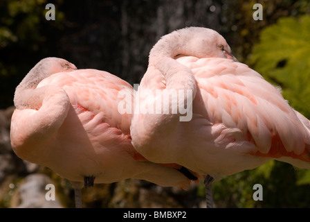 Chilenische Flamingos (Phoenicopterus Chilensis) bei Dudley Zoological Gardens Stockfoto