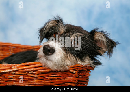 Mischling Im Körbchen / Hund im Korb Stockfoto